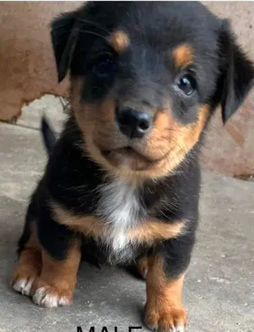 Daisy - Terrier