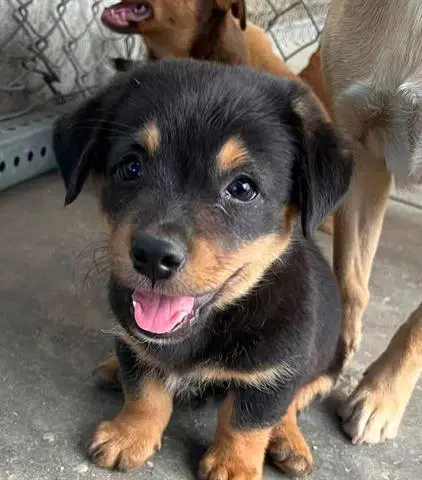 Russell - Terrier