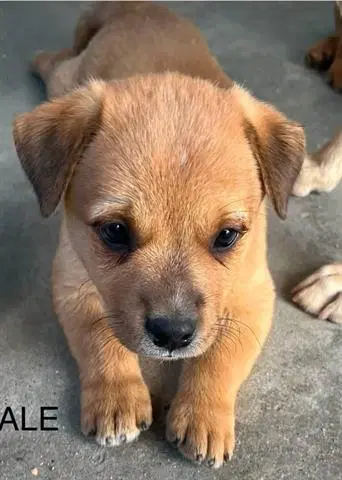 Weston - Terrier