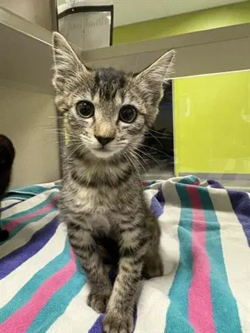 Haal-Y - Domestic Short Hair