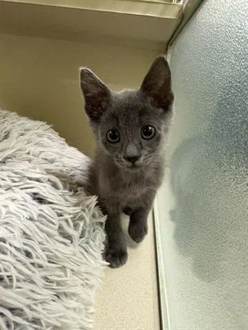 Ronaldo - Domestic Short Hair