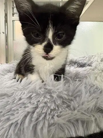 Oddy - Domestic Short Hair