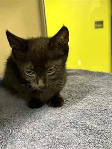 Cleopatra - Domestic Short Hair