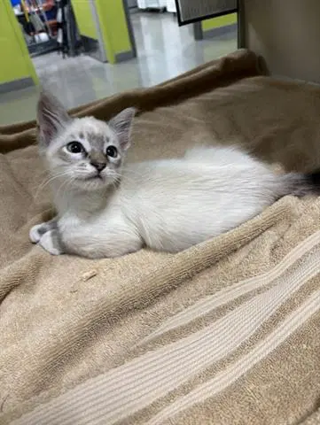 Linc - Domestic Short Hair