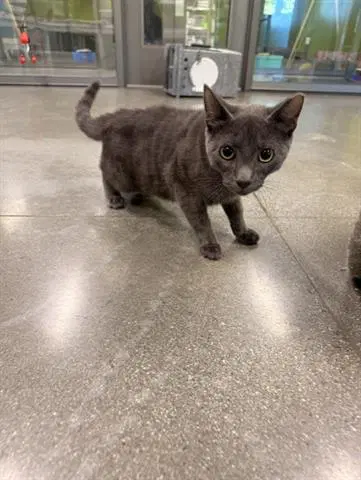 Miguelito - Domestic Short Hair