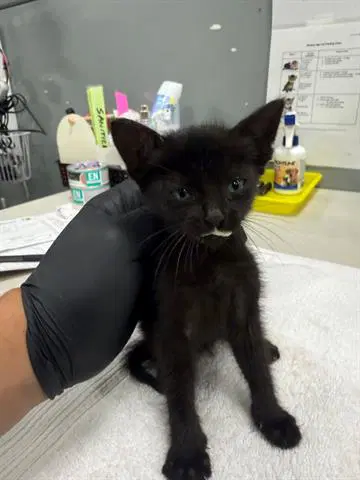 Cami - Domestic Short Hair