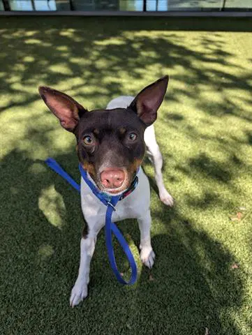 Hidalgo - Rat Terrier