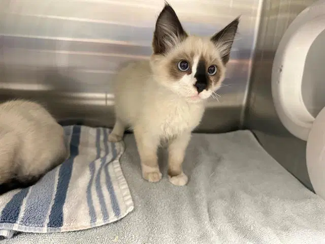 Smore - Domestic Medium Hair