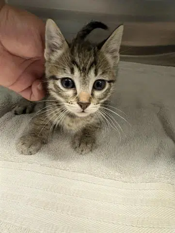 Seventeen - Domestic Short Hair