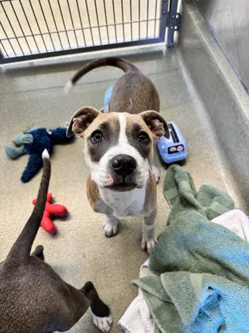 Emmy - Pit Bull Terrier