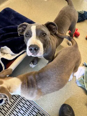 Max - Pit Bull Terrier