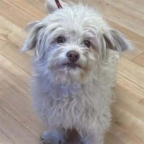 Buzz Lightyear - Maltese