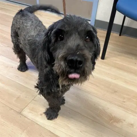Buforde - Poodle (Miniature)