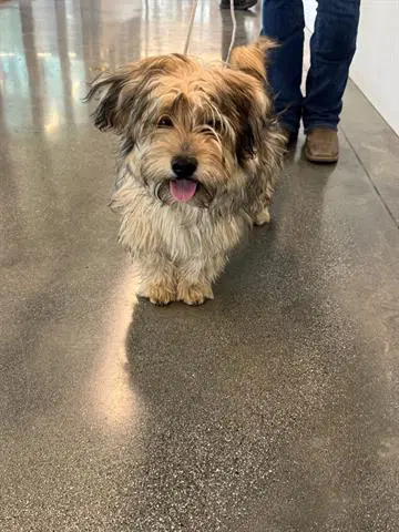 Mocha - Havanese