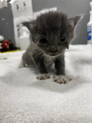Unknown - Domestic Short Hair