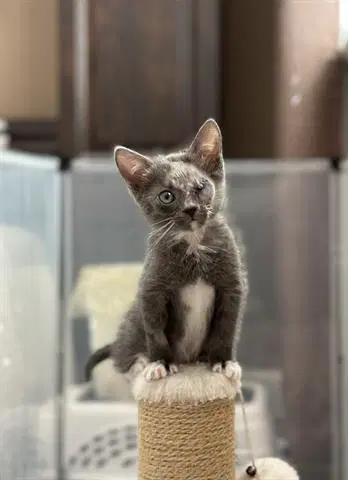 Olive - Domestic Short Hair