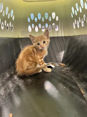 Unknown - Domestic Short Hair