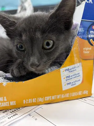 Bucky - Domestic Short Hair