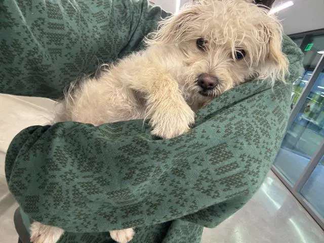 Tina - Terrier