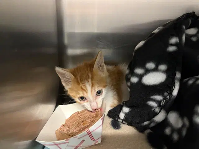 Chai - Domestic Short Hair