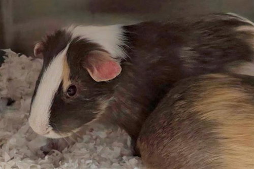 THEODORE, a guinea pig for adoption from Santa Clara County Animal Care & Control