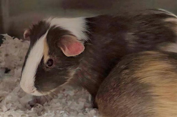 THEODORE