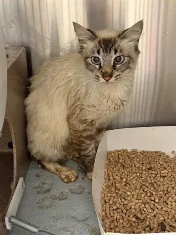 Scoota - Domestic Medium Hair