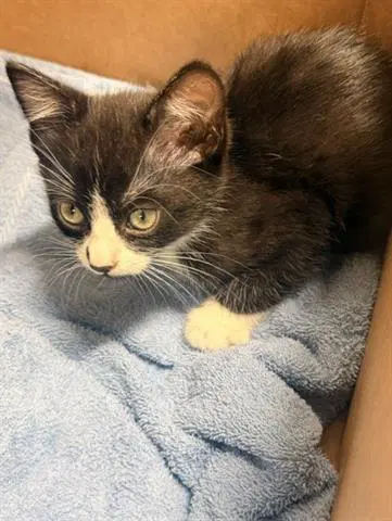 Arlen Fernandez - Domestic Short Hair