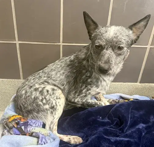 Derek - Queensland Heeler