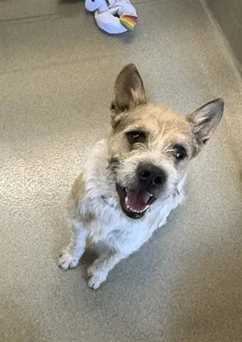 Jack - Terrier