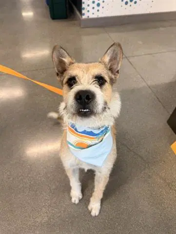 Jack - Terrier