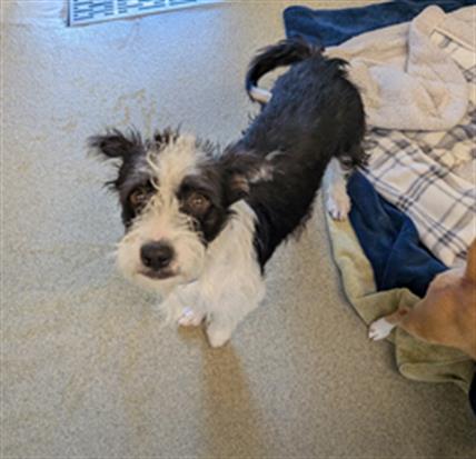 picture of the dog needing adoption