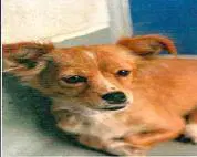 Jenny - Chihuahua