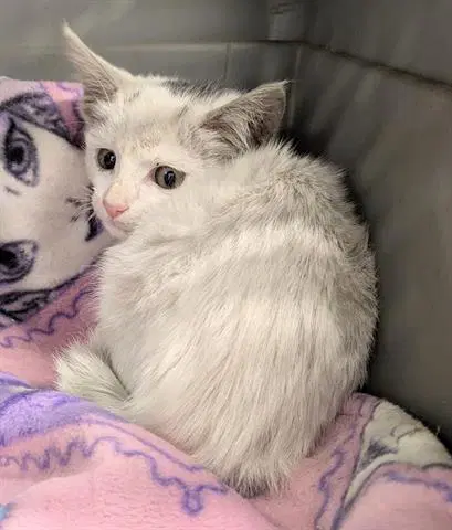 Scarlet - Domestic Short Hair