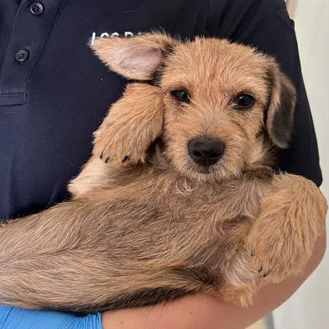 Benji - Terrier