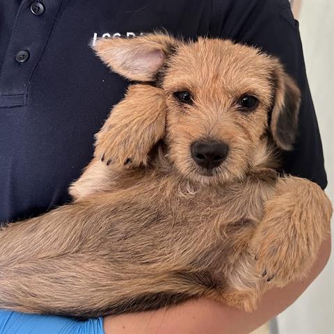 Benji