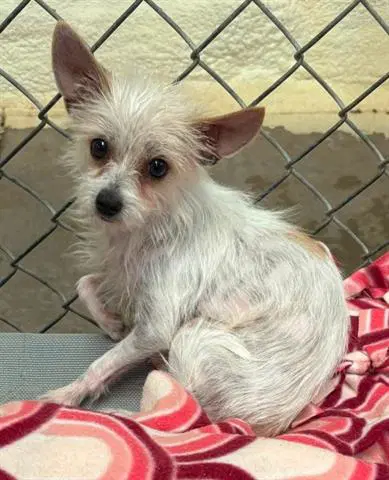 Esteban - Terrier