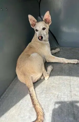 Gustavo - Terrier