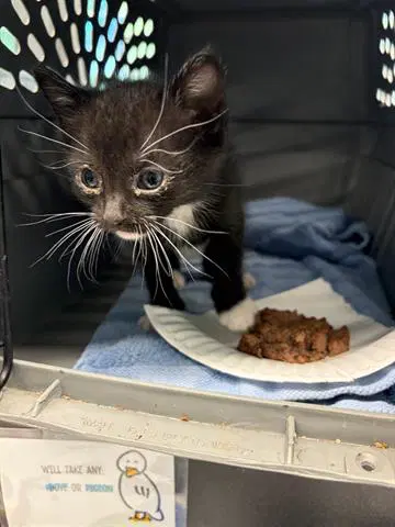 Sweet Pea - Domestic Short Hair