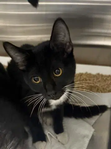 Flannel - Domestic Short Hair
