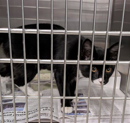 picture of the cat needing adoption