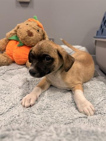 picture of the dog needing adoption