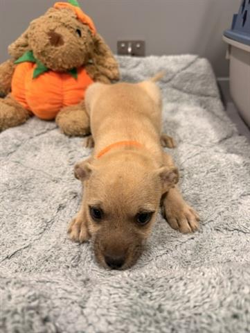 picture of the dog needing adoption