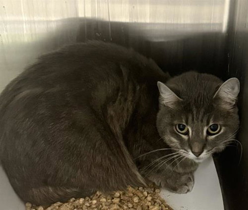 picture of the cat needing adoption