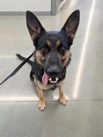 Cappy - German Shepherd Dog