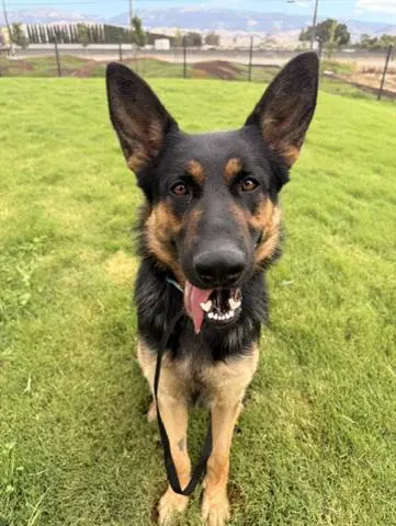 Cappy - German Shepherd Dog