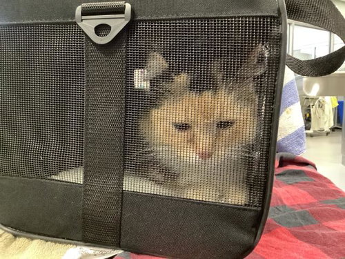 picture of the cat needing adoption