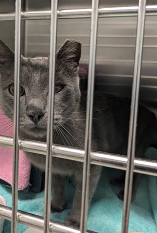 picture of the cat needing adoption