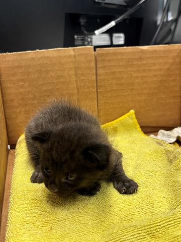 picture of the cat needing adoption
