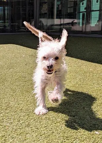Tina - Terrier